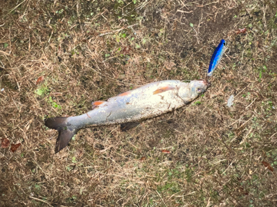 まさかのウグイ！