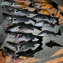 ビギナーでも爆釣　ボートシーバス