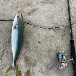 シラスパターン2