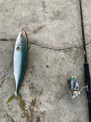 シラスパターン2