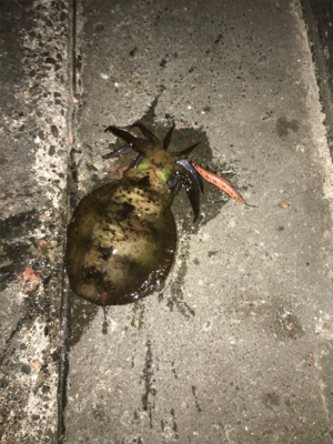 川久裏アオリイカエギング♪