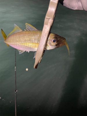 通いアジング継続中