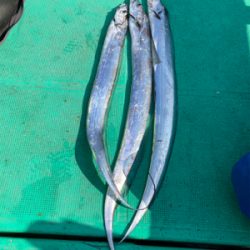 今年の初太刀魚