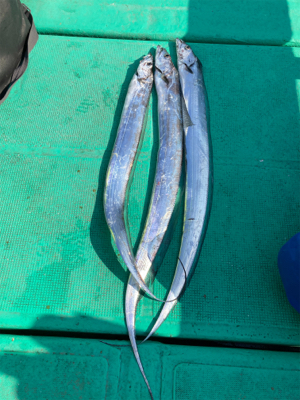 今年の初太刀魚