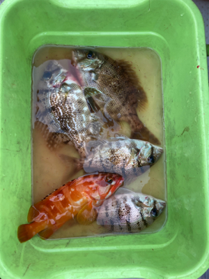 久々のボート釣り