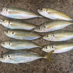 雨のマズメチャレンジ