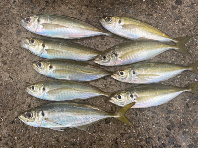 雨のマズメチャレンジ