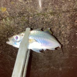 雨の中のアジング