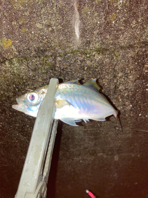 雨の中のアジング