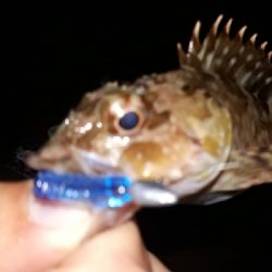 ロックフィッシュカーニバル