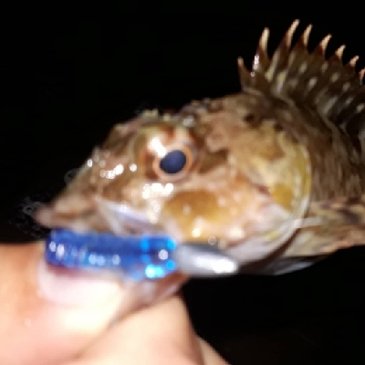 ロックフィッシュカーニバル