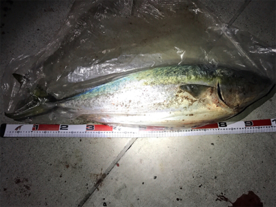 初投稿‼️陸っぱりブリ13kg