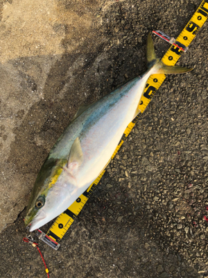 ノマセ釣りでギリ鰤とメジロ