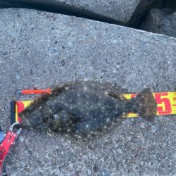 ヒラメ1枚、ゴミ大量
