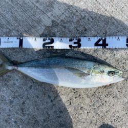 爆風の中のショアジギング