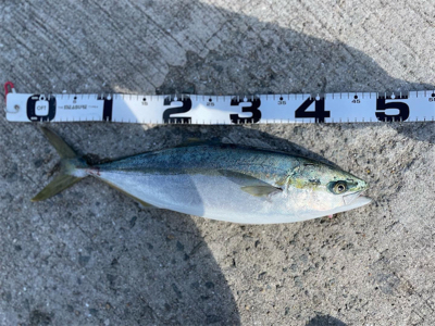 爆風の中のショアジギング