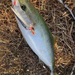 ショアジギングでハマチGET！