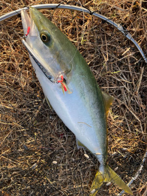 ショアジギングでハマチGET！