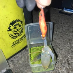 爆風の中ヒイカ釣りσ(^_^;)