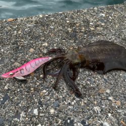 今シーズンラストアオリイカ