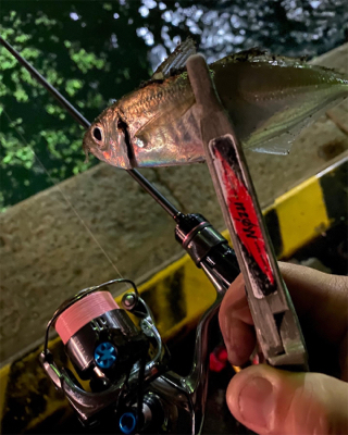 船の近くで釣る時