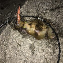 川久裏爆風エギング！キロ未満三杯