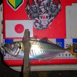 アジング練習　334