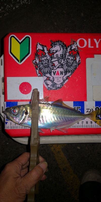 アジング練習　334