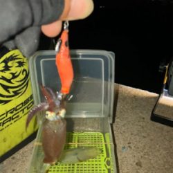 姫路以外でヒイカ調査(^｡^)