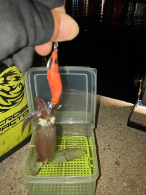 姫路以外でヒイカ調査(^｡^)