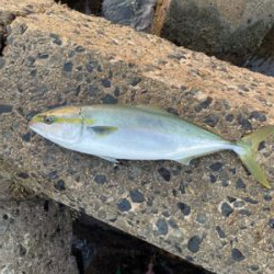 朝マズメ１時間勝負