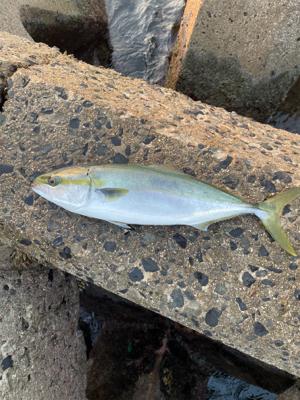 朝マズメ１時間勝負