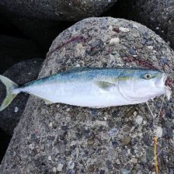 ショアジギング