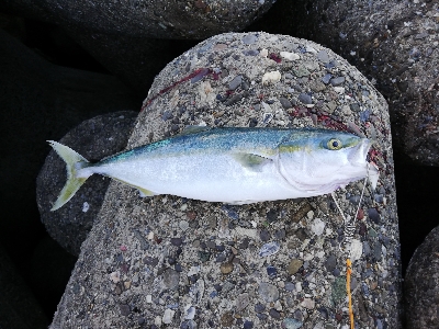 ショアジギング