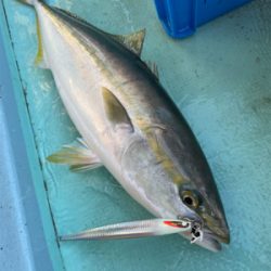 明石沖タチパターンジギング