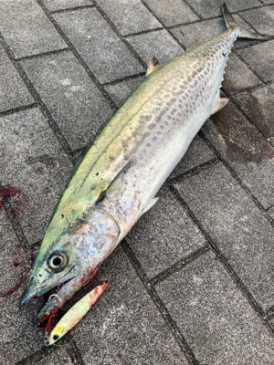 ワンバイト逃すも何とか青い牙1本。。