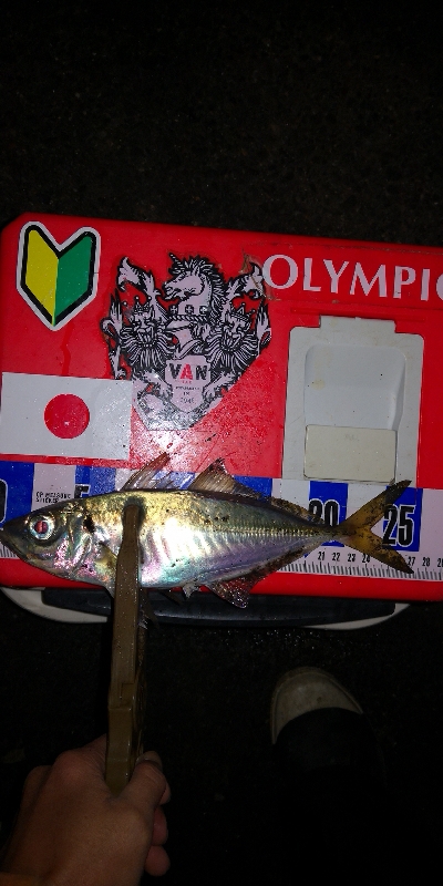 アジング練習　336  バークレーシュラッグミノー