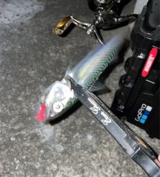 本当にアジは何処へ…