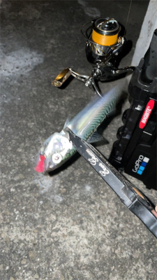 本当にアジは何処へ…