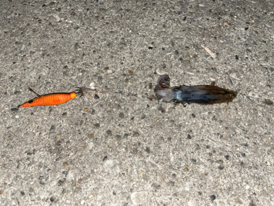 ヒイカ&アナゴ調査