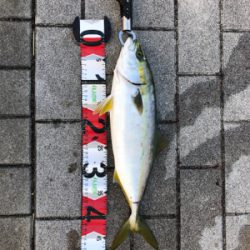 コスモスクエア　青物いました