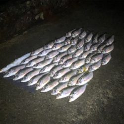 小アジ爆釣するも、中アジは不在…