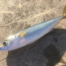 ノマセ、サバのサイズが‥