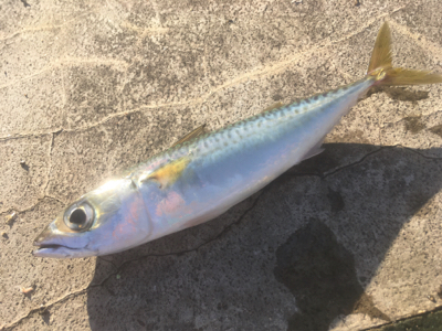 ノマセ、サバのサイズが‥