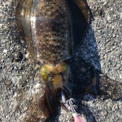 爆風！ランガン！連チャン！