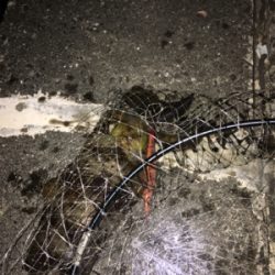 ひさびさのアオリイカ