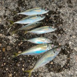 アジングハイシーズン