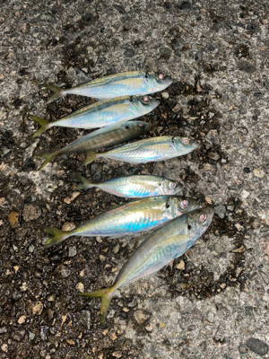 アジングハイシーズン