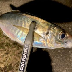 やっと中アジ(๑˃̵ᴗ˂̵)