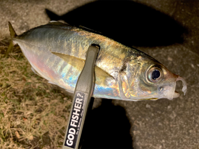 やっと中アジ(๑˃̵ᴗ˂̵)